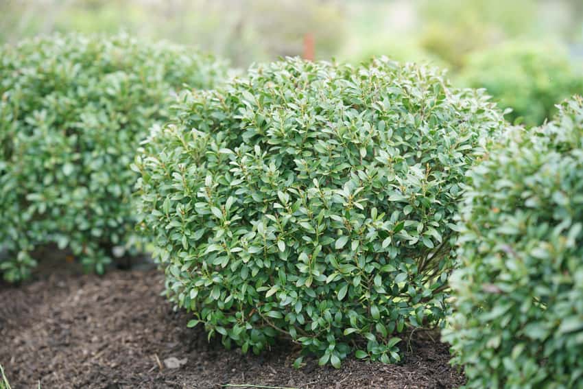 Strongbox® inkberry holly shown in the breeder’s cultivar photograph.