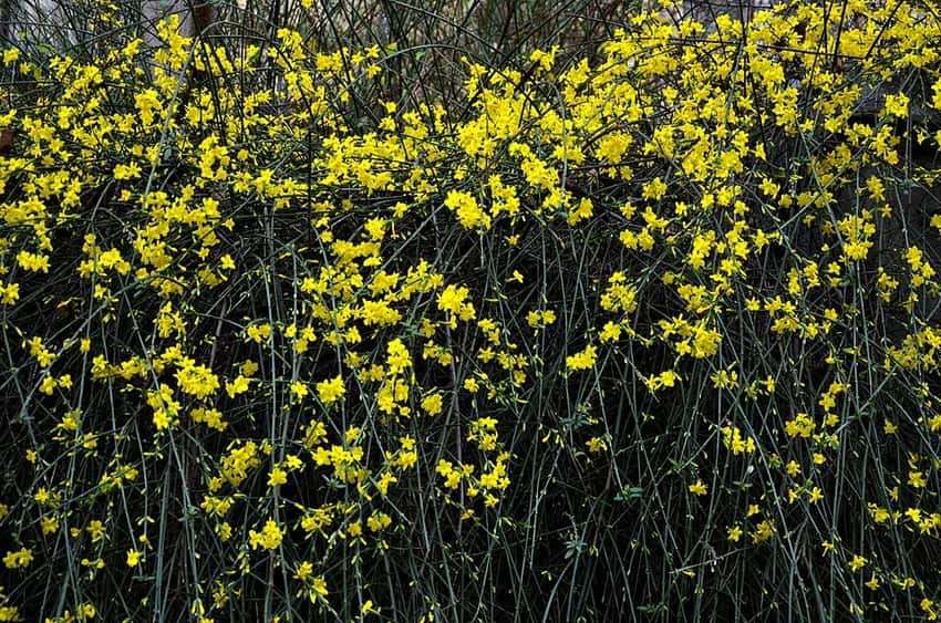 Winter jasmine in a source-identified photograph.