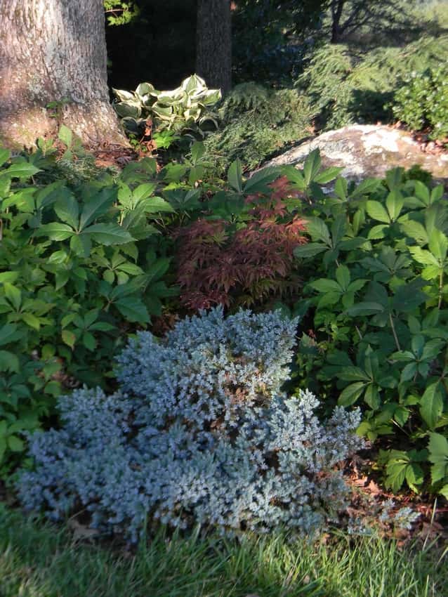 Blue Star juniper in a source-identified photograph.