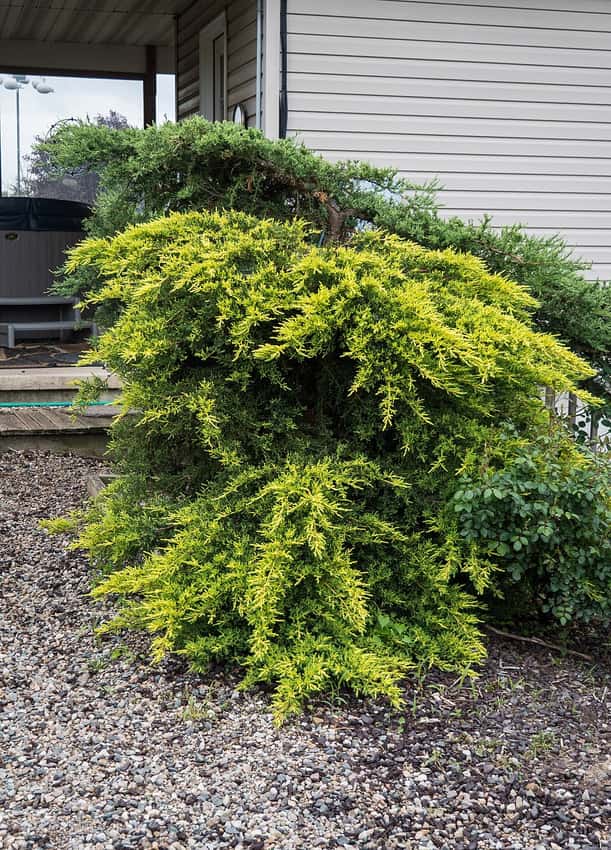Golden yellow foliage of Daub’s Frosted juniper in the foreground of a garden planting.
