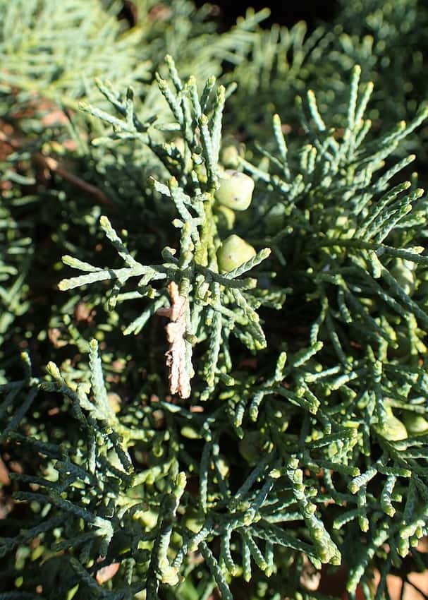 Grey Owl juniper in a source-identified photograph.