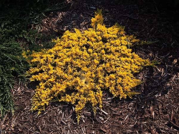 Mother Lode creeping juniper in a source-identified photograph.