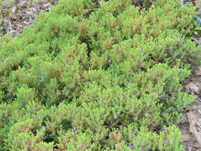 Dwarf Japanese garden juniper in a source-identified photograph.