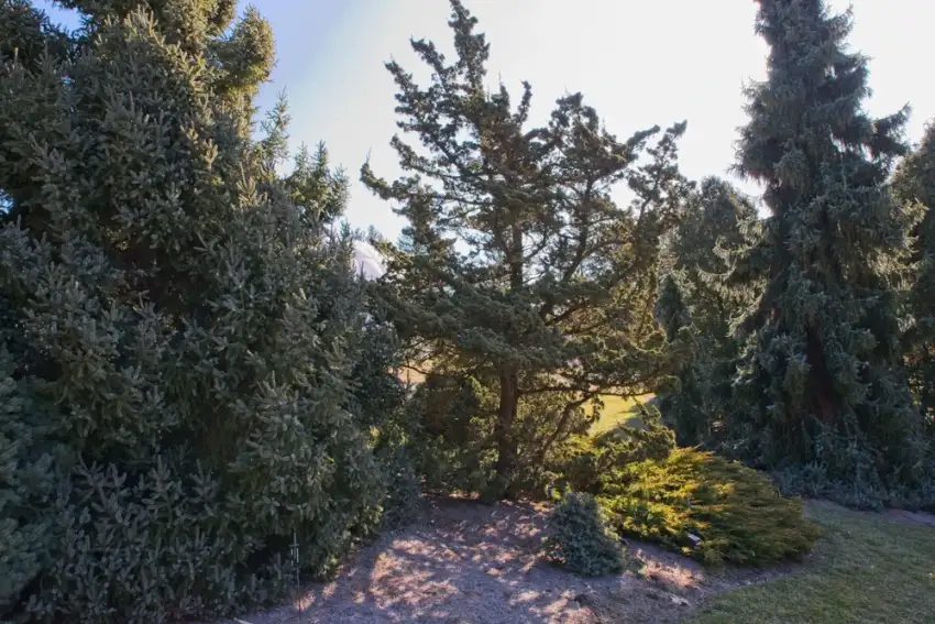 Robusta Green Chinese juniper, mature irregular upright specimen in the center of a conifer garden