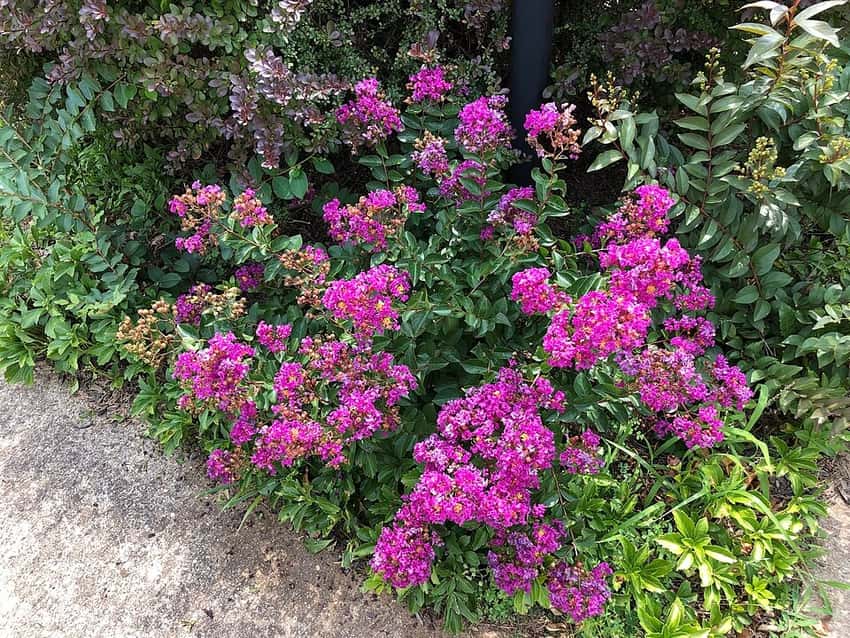 Bellini Grape crape myrtle in a source-identified photograph.