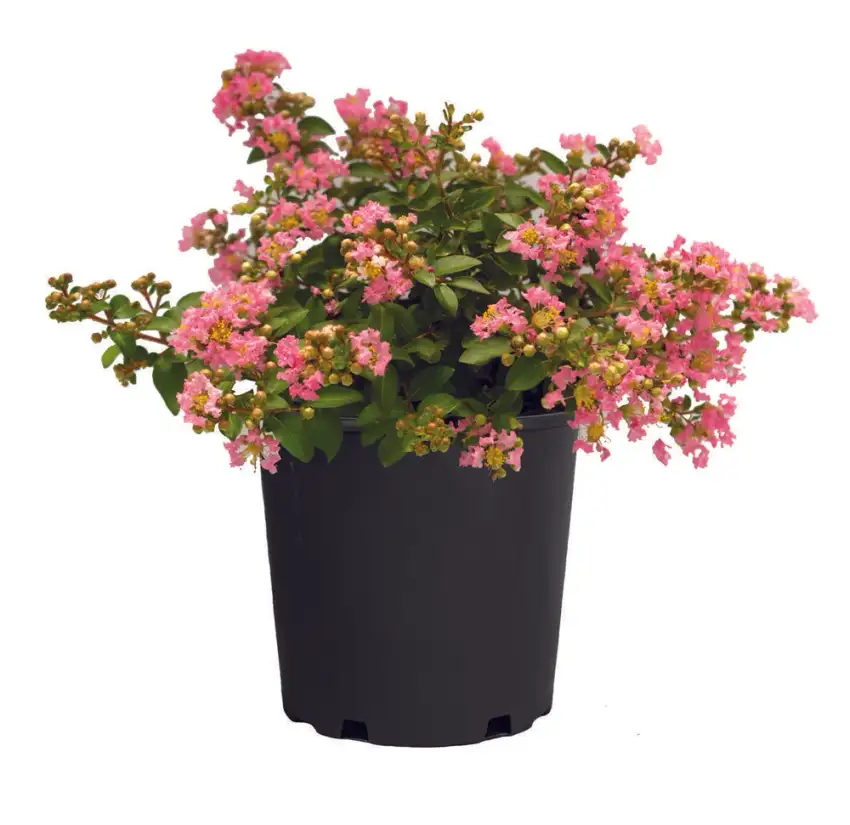Bellini® Shrub Myrtle™ Guava 'Bellaggua' PP33,482, showing a flowering container-grown shrub