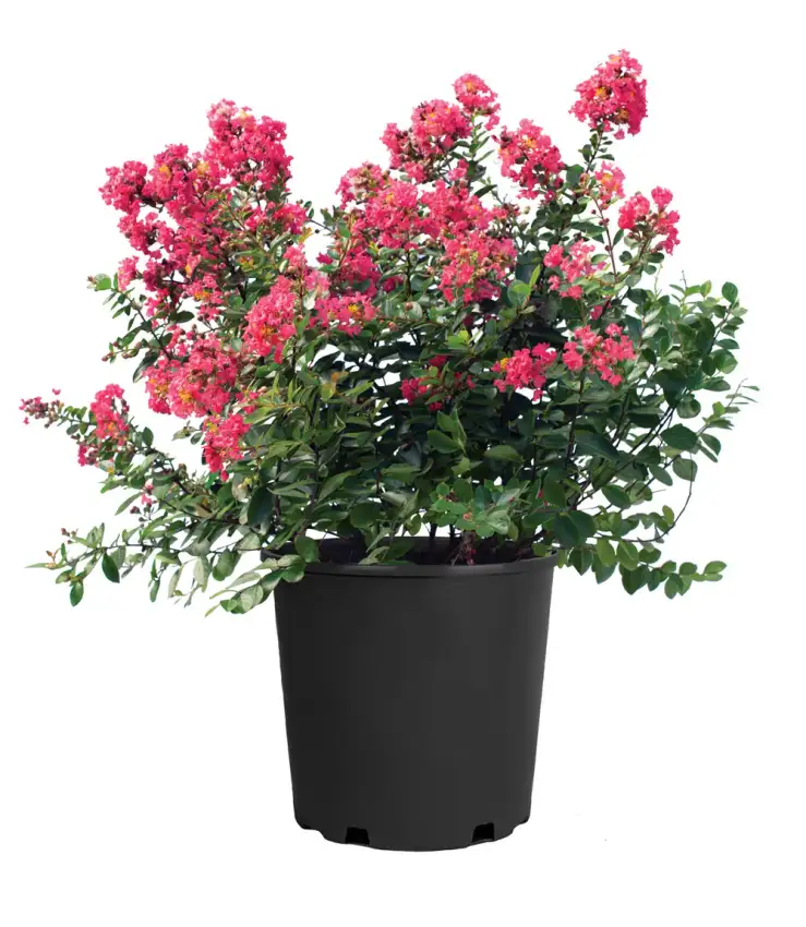 Bellini® Shrub Myrtle™ Raspberry 'Conlagras' PP29,006, showing a flowering container-grown shrub