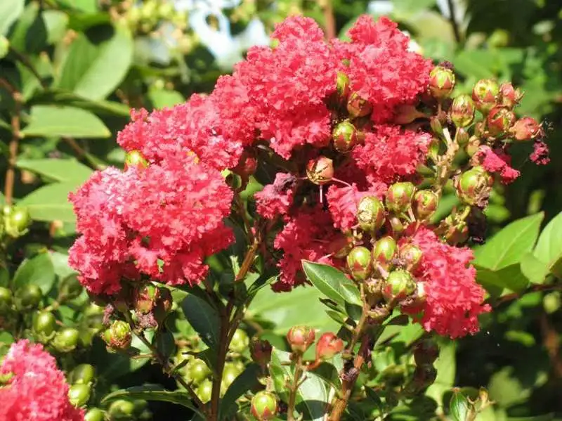 Cherry Dazzle crape myrtle, dazzle flower clusters.