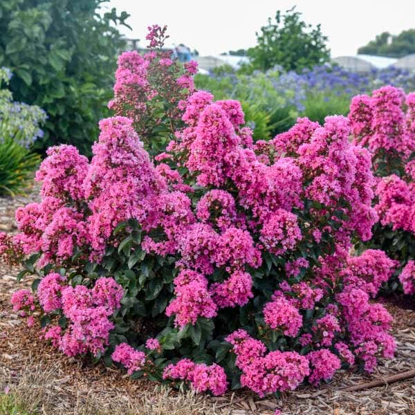 Peppermint Mocha crape myrtle in a source-identified photograph.