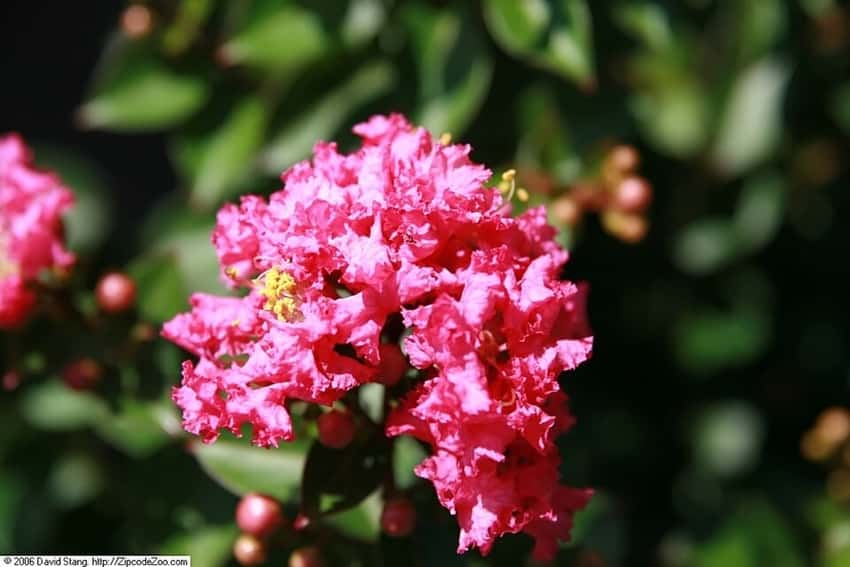 Pocomoke crape myrtle in a source-identified photograph.