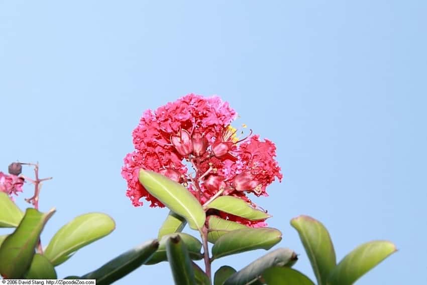 Red Rocket crape myrtle in a source-identified photograph.
