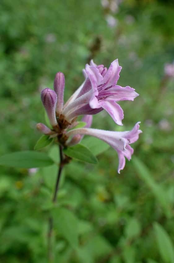 Baby lilac shrub in a source-identified photograph.