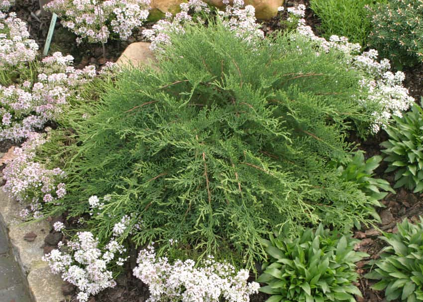 Celtic Pride® Siberian cypress shown in the breeder’s cultivar photograph.