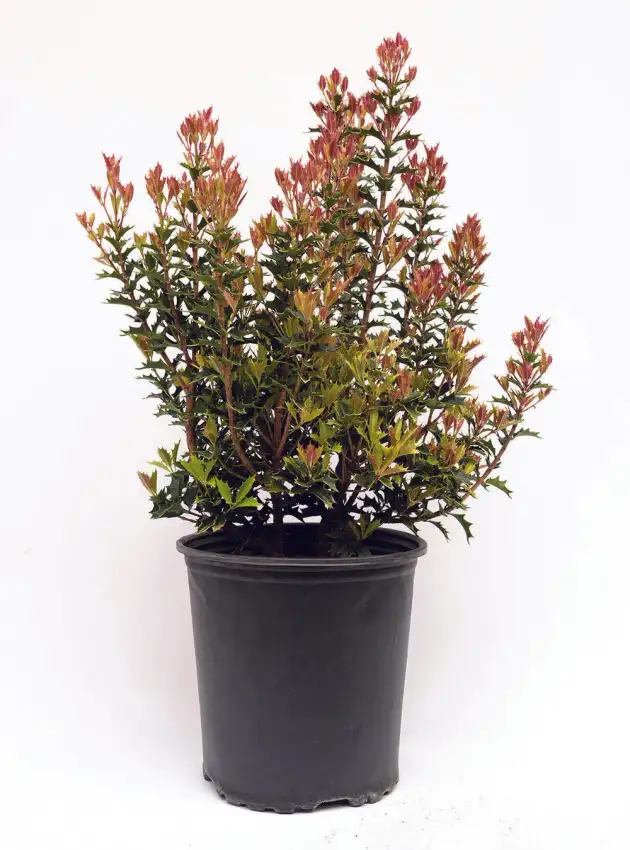 Party Lights false holly with pink new leaves above green spiny foliage in a nursery pot