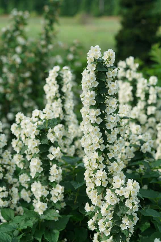 Illuminati Tower® mock orange shown in the breeder’s cultivar photograph.