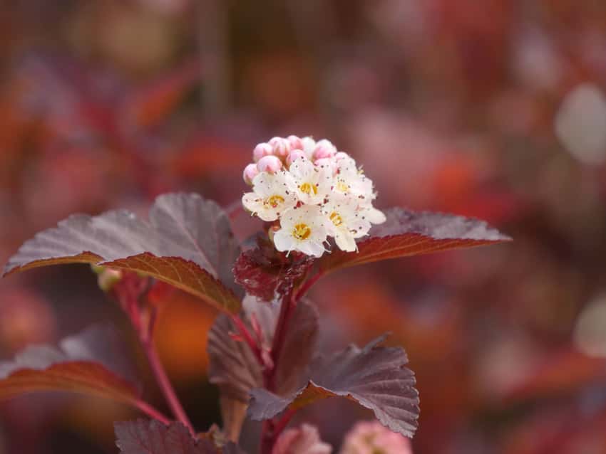 Ginger Wine® ninebark shown in the breeder’s cultivar photograph.