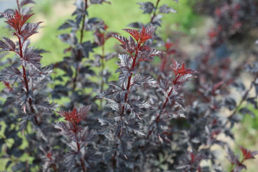 Summer Wine® Black ninebark shown in the breeder’s cultivar photograph.