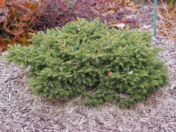 Bird’s nest spruce in a source-identified photograph.