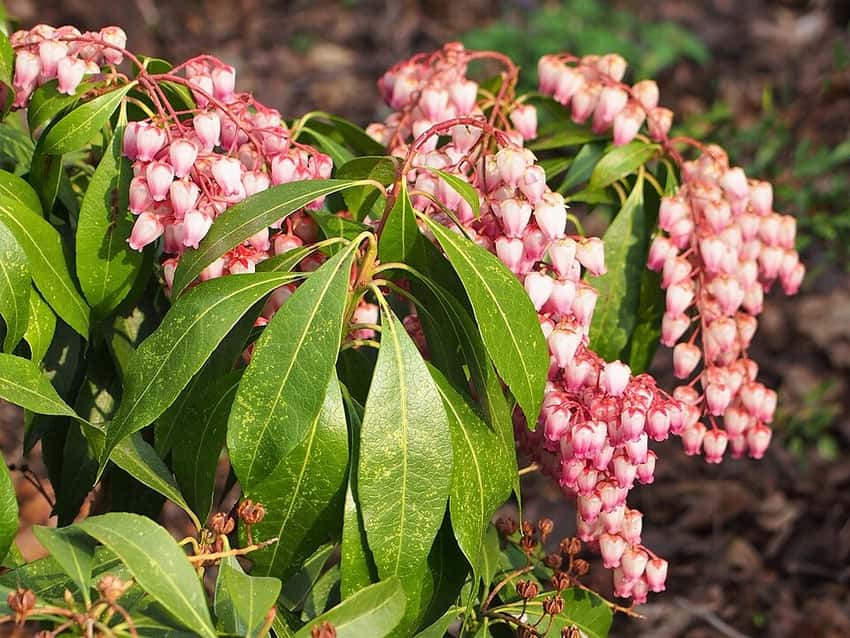 Katsura pieris in a source-identified photograph.