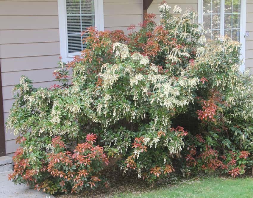 Mountain Fire pieris in a source-identified photograph.