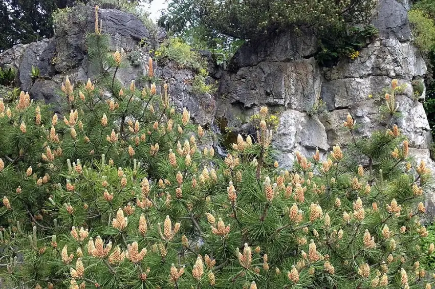 Pumilio mountain pine showing healthy foliage and its low growing form.