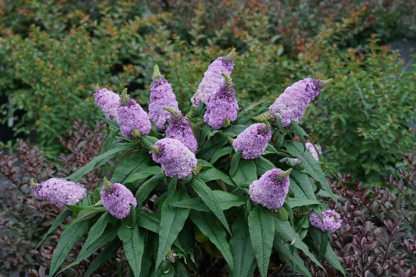 Pugster® Amethyst butterfly bush shown in the breeder’s cultivar photograph.