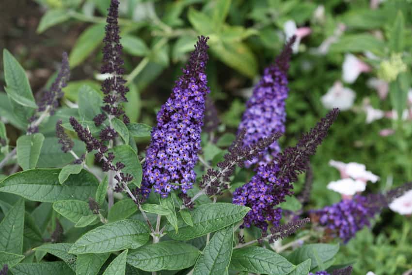 Pugster Blue® butterfly bush shown in the breeder’s cultivar photograph.