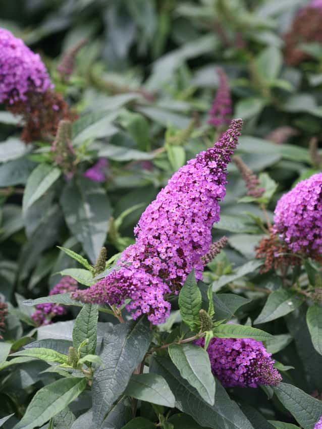 Pugster Periwinkle® butterfly bush shown in the breeder’s cultivar photograph.
