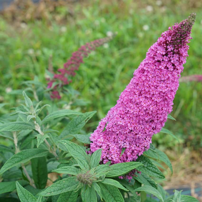 Pugster Pinker® butterfly bush shown in the breeder’s cultivar photograph.