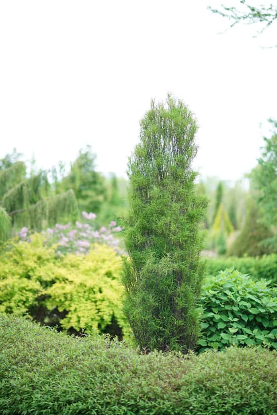 Fine Line® buckthorn shown in the breeder’s cultivar photograph.