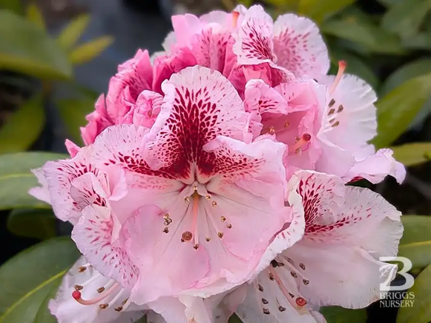 Rhododendron 'HoldenRhodo201', Holden’s™ Pink Flare pink flower truss