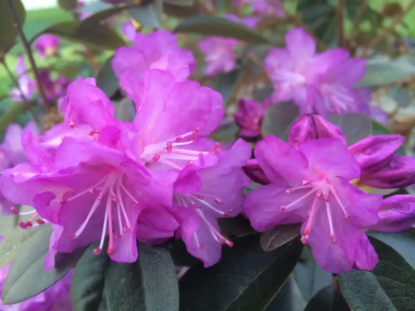 Purple-magenta blooms of PJM Elite Star rhododendron