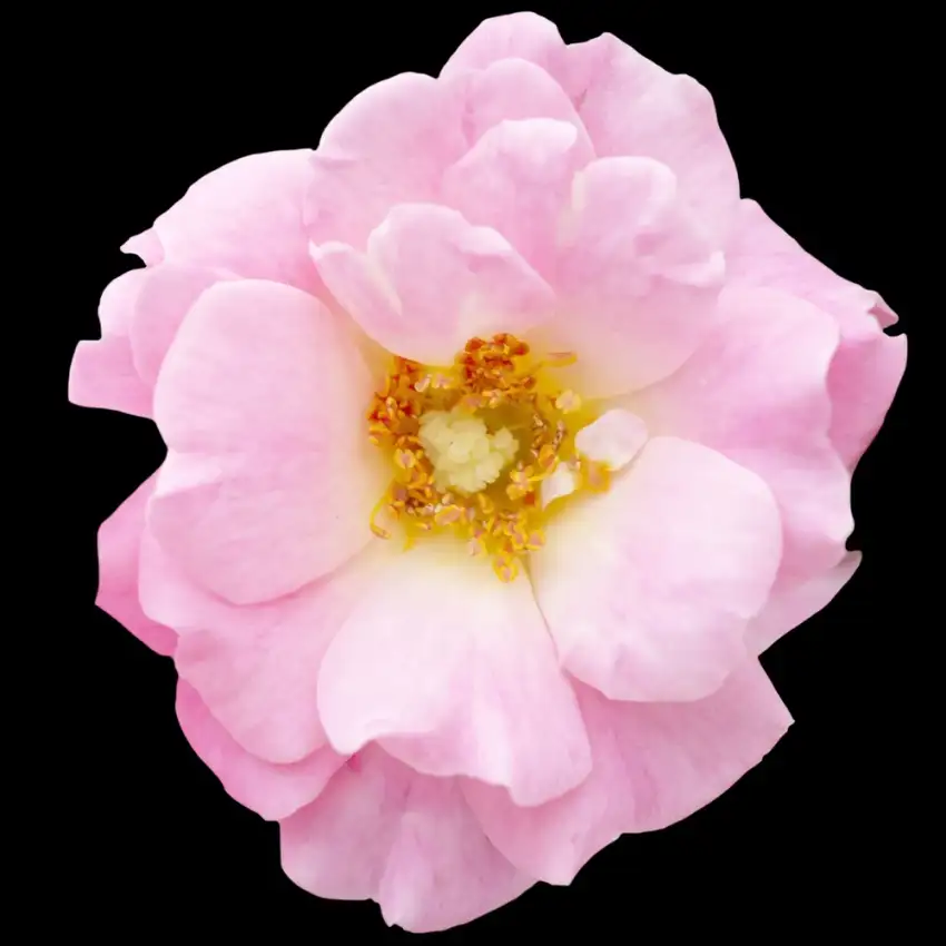 Blushing Drift rose with soft pink petals and a warm yellow center