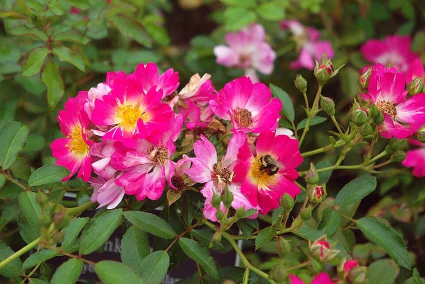 Pink Drift® groundcover rose in a source-identified photograph.