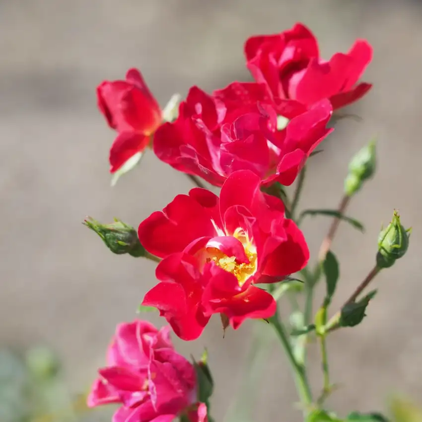 Rosa 'Meigalpio', Red Drift® groundcover rose with red flowers and buds