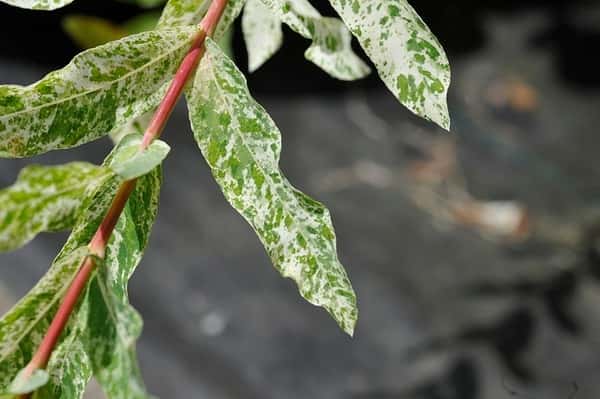 Dappled willow in a source-identified photograph.