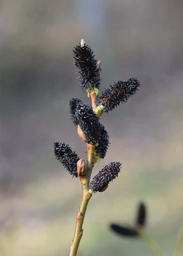 Black pussy willow in a source-identified photograph.
