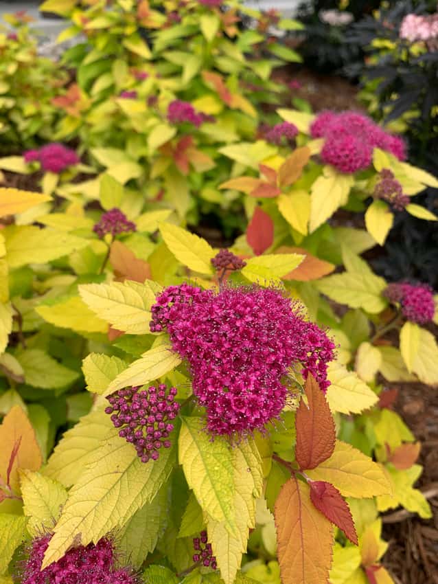 Double Play® Candy Corn® Japanese spirea shown in the breeder’s cultivar photograph.