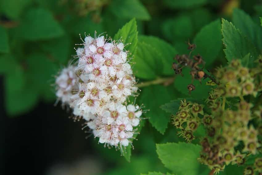 Close-up of Little Princess spirea flowers faded nearly white.