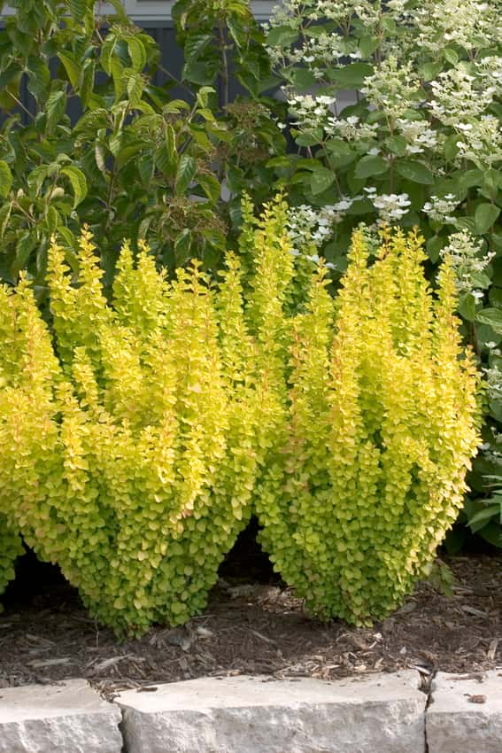 Sunjoy Gold Pillar® barberry shown in the breeder’s cultivar photograph.