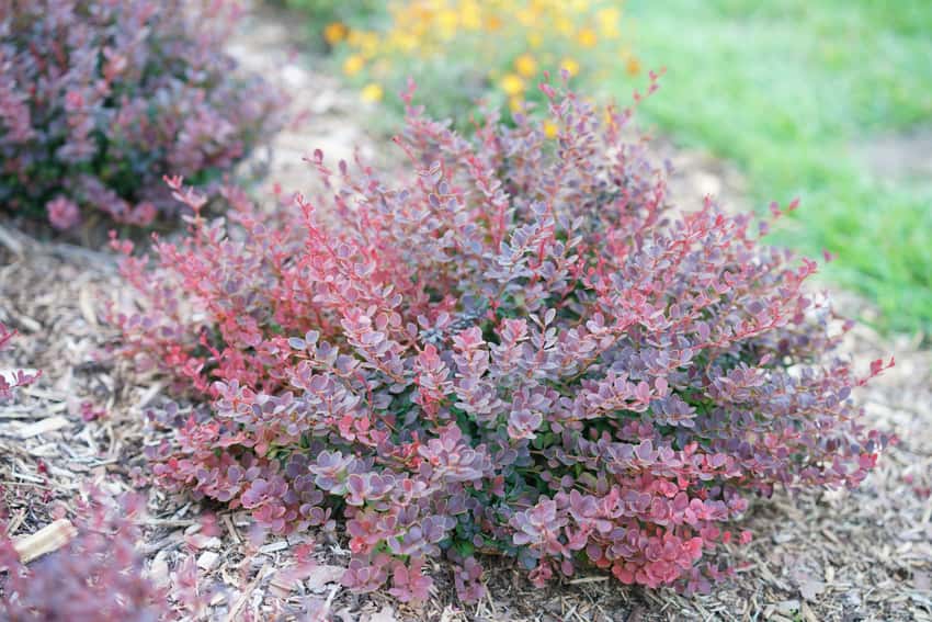 Sunjoy Mini Maroon® barberry shown in the breeder’s cultivar photograph.