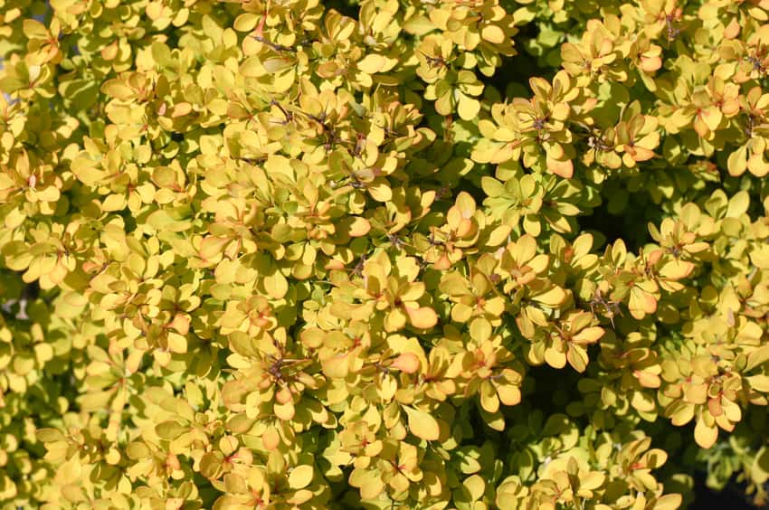 Sunjoy® Mini Saffron barberry shown in the breeder’s cultivar photograph.