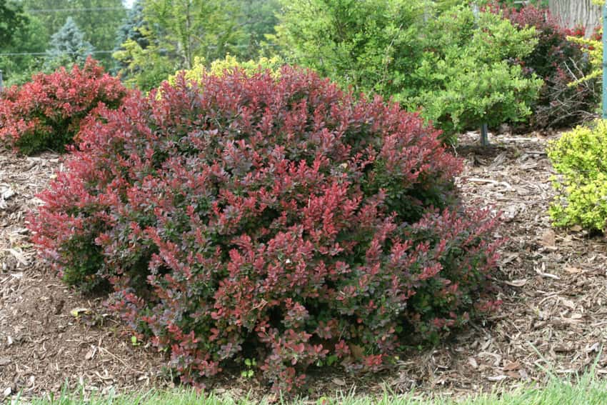 Sunjoy® Mini Salsa barberry shown in the breeder’s cultivar photograph.