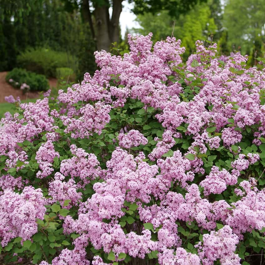 Bloomerang Purpink® lilac shown in the breeder’s cultivar photograph.