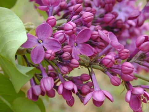 Declaration lilac in a source-identified photograph.