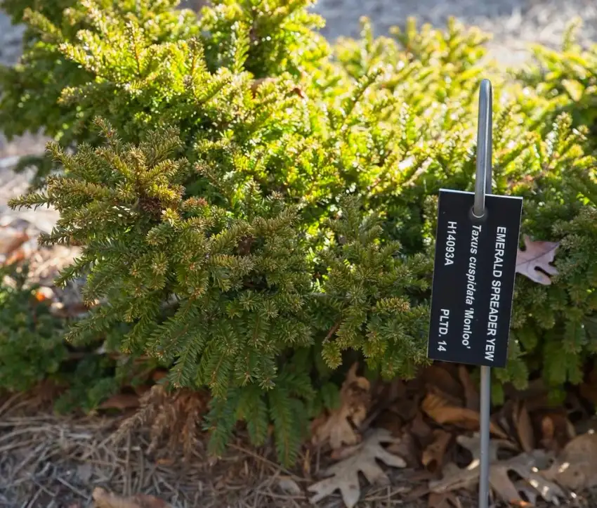 Emerald Spreader® Japanese yew, Taxus cuspidata 'Monloo'