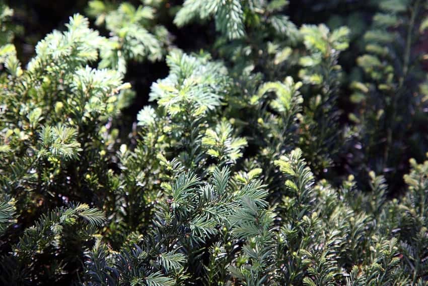 Spreading English yew in a source-identified photograph.