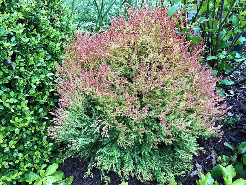 Fire Chief™ arborvitae in a source-identified photograph.