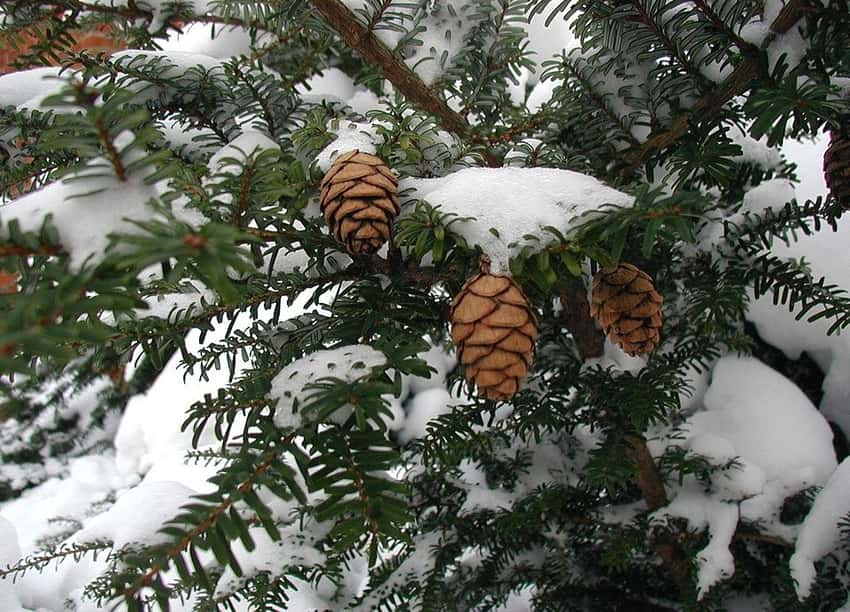 Northern Japanese hemlock in a source-identified photograph.