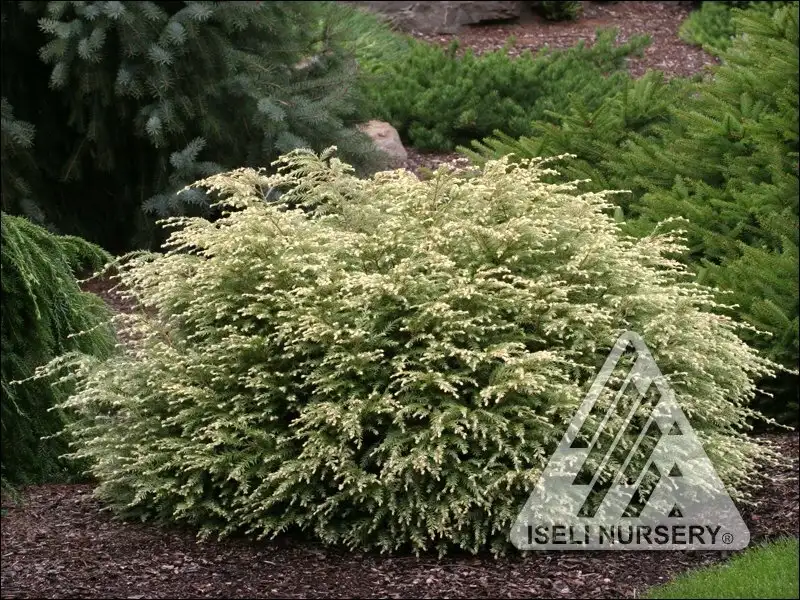Moon Frost Canadian hemlock, rounded shrub with creamy-white new growth